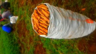 wortel