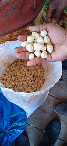 Kemiri Kupas Utuh & Pecah