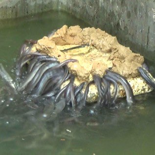 JUAL IKAN SIDAT ASLI
