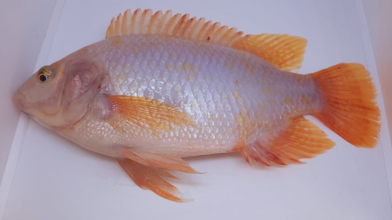Jual Ikan Nila Merah Segar