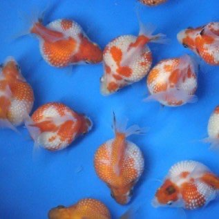 ikan koki partai besar