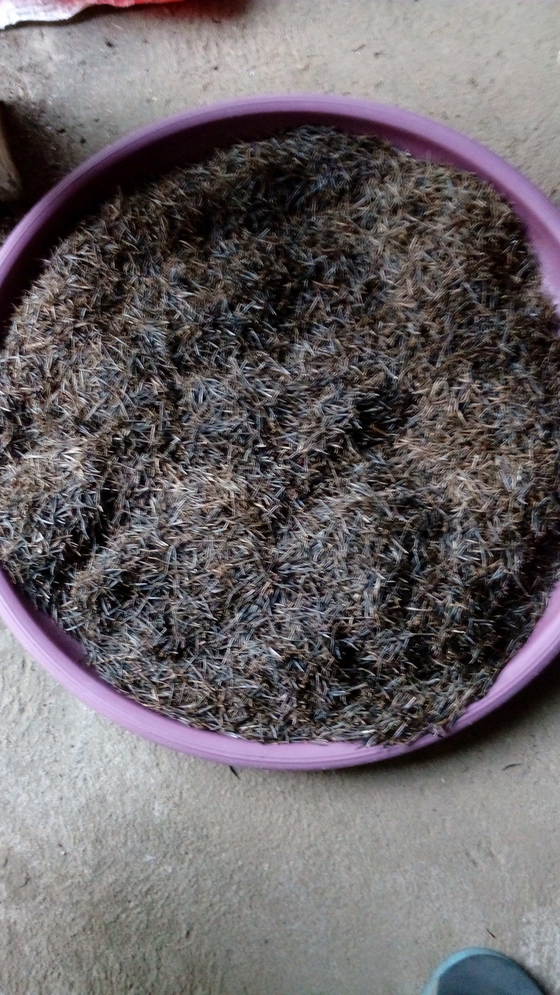 dijual biji bibit kenikir