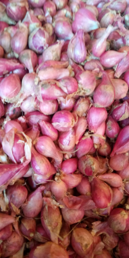 Bibit Bawang Merah Brebes