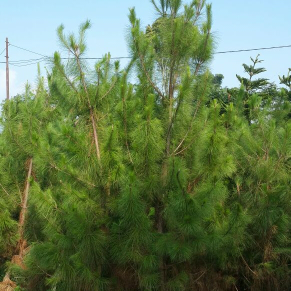 jual pohon cemara pinus 