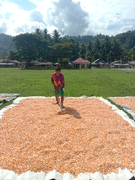 Jual jagung pipil