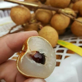 Lengkeng Madu