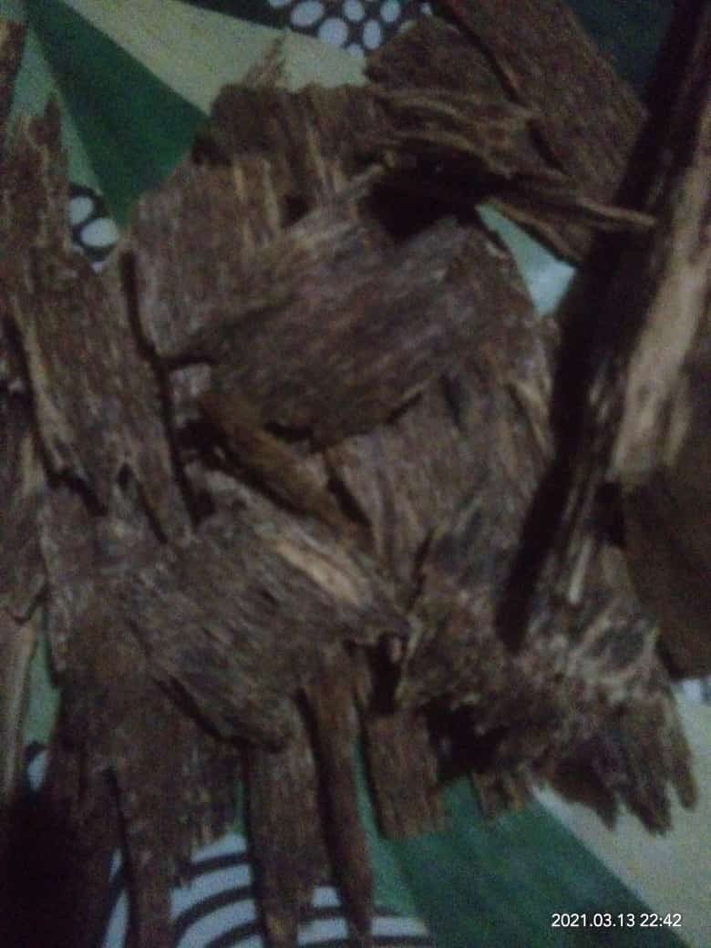 Kayu gaharu sumatera