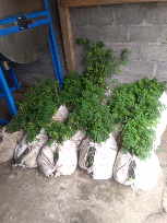 Jual Biji dan bibit Indigofera
