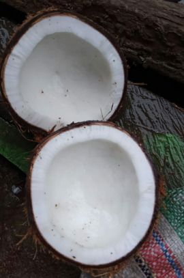 kelapa tua kualitas Export