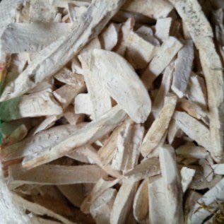 JUAL GAPLEK SINGKONG. HUBUNGI 081315187319