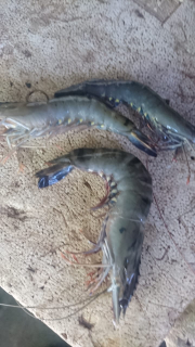 Udang Galah dan Rajungan