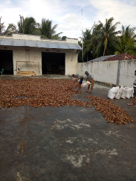 JUAL KOPRA ASALAN GORONTALO