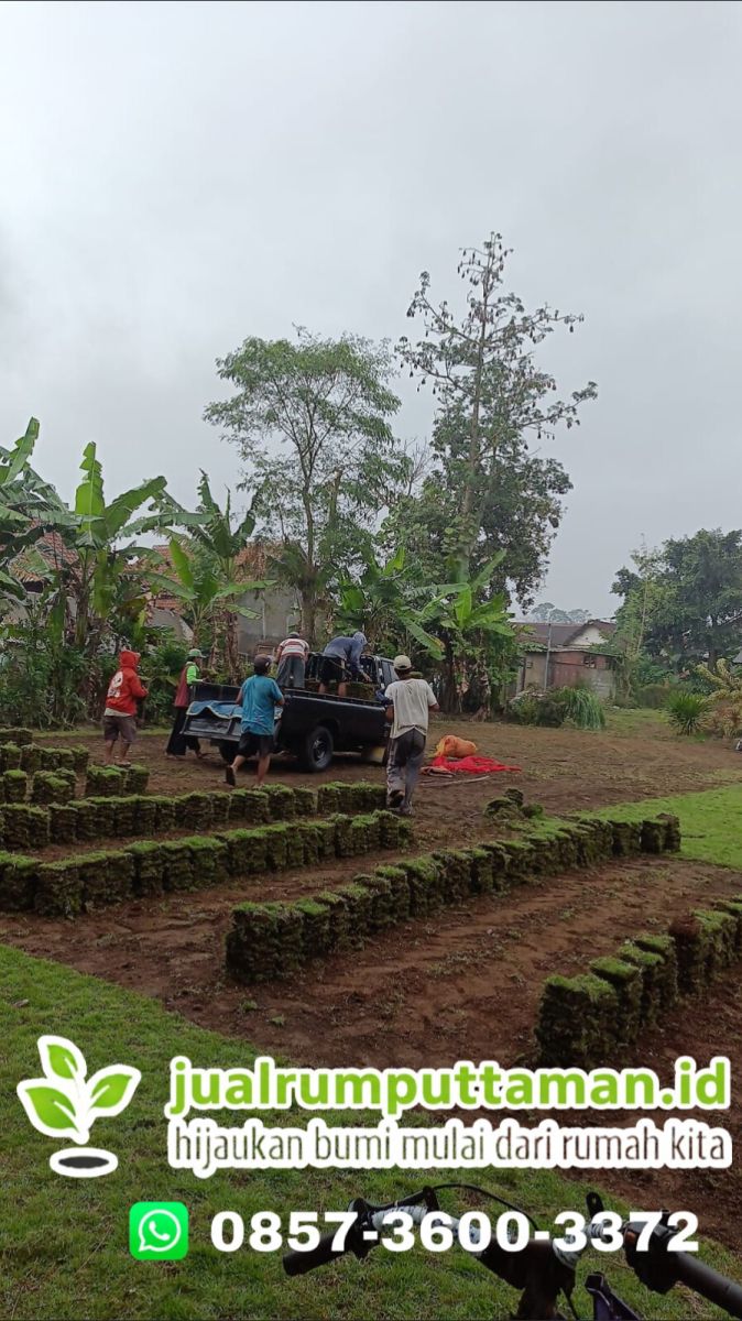 Supplier Rumput Taman Termurah