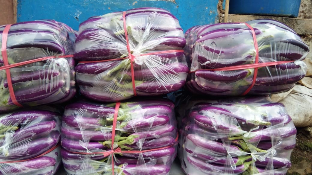 Supply Terong Ungu
