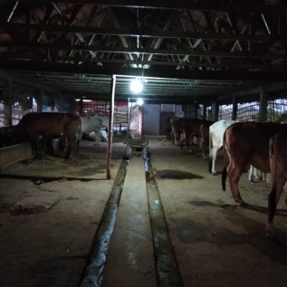 sapi