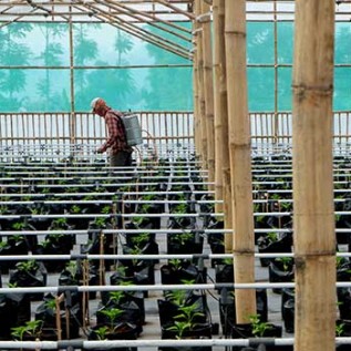 PERENCANAAN AGROBISNIS & PEMBANGUNAN UNTUK LAHAN KOSONG (PEMBUATAN KEBUN/GREEN HOUSE)