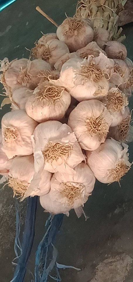 Jual Benih Bawang Putih Sangga Sembalun