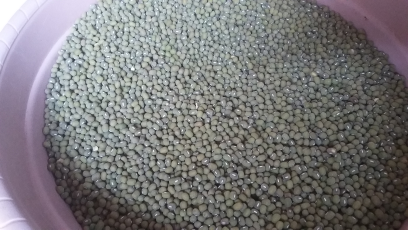 Siap Kerjasama untuk Suply KACANG HIJAU/KACANG TANAH dari petani Lokal daerah Cilegon. WA 