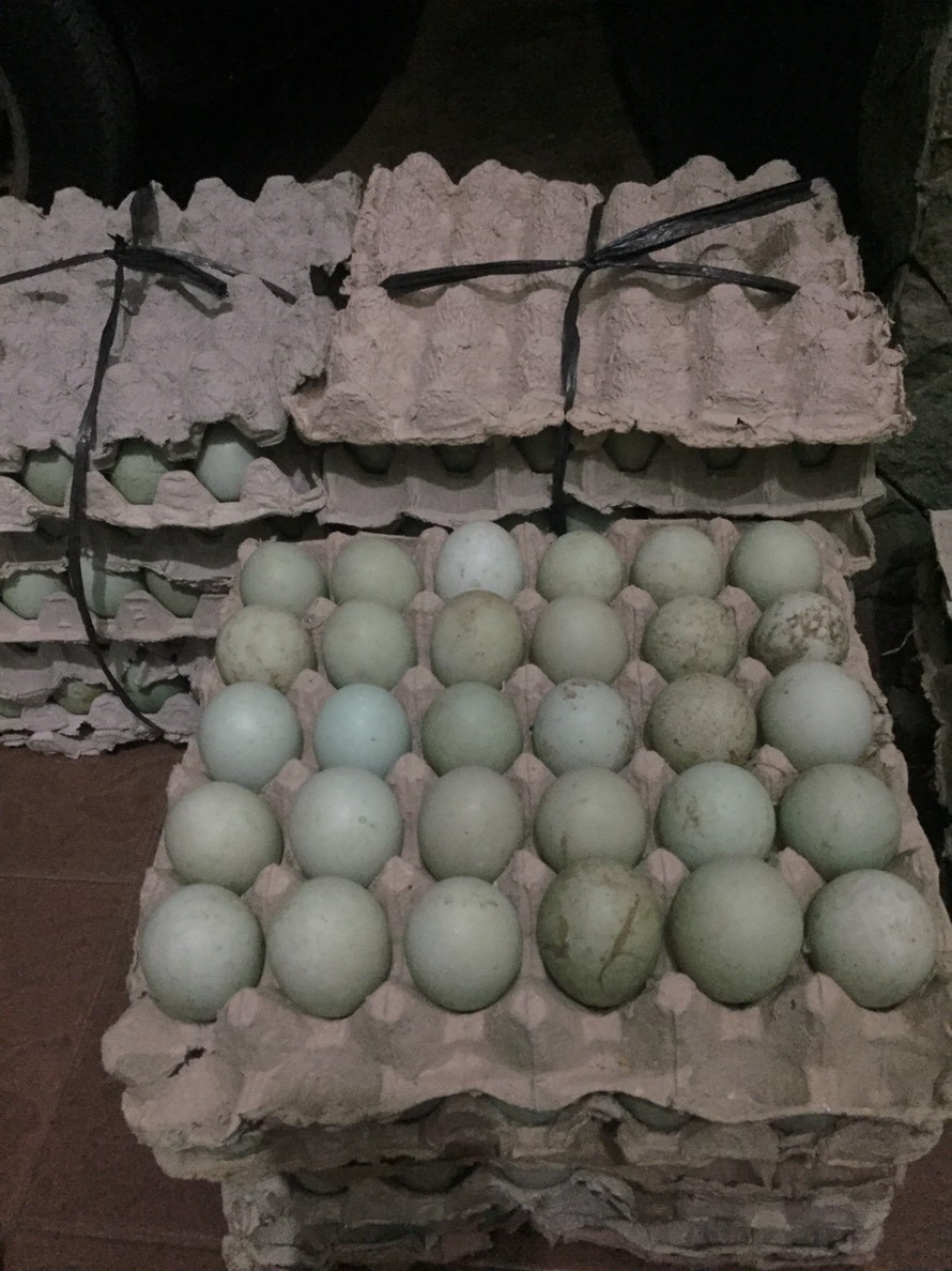 SUPPLIER TELUR BEBEK MENTAH