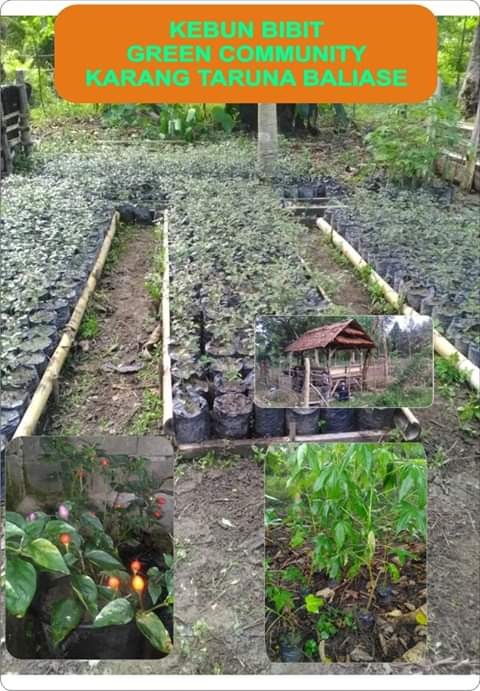 Bibit ketapang kencana varigata