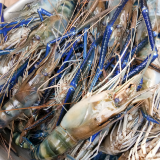 Dicari investor yang mau beli udang galah.