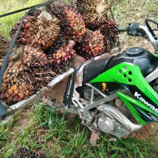 Kerjasama Perkebunan dan Peternakan