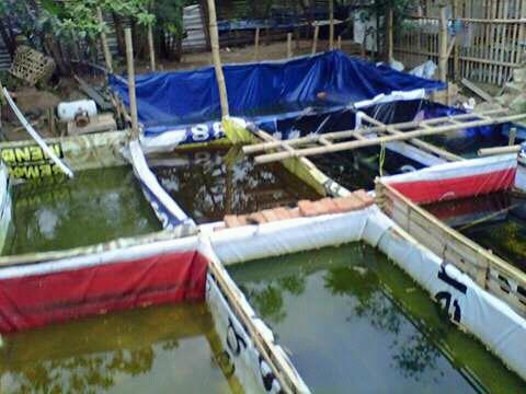 budidaya lele sangkuriang