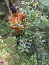di cari infestor untuk pengembangan lahan avocado Agricultural land of Avocado