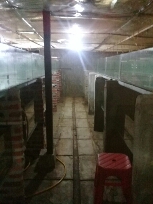 kerjasama produksi bibit ikan patin dan empang