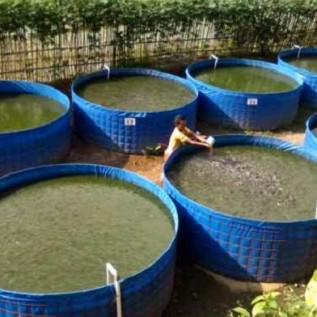 Jual lele konsumsi