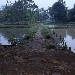 Bagi hasil