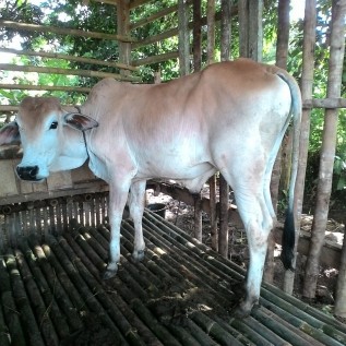 KERJASAMA / PROGRAM KEMITRAAN TERNAK SAPI