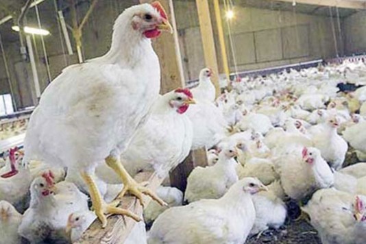 MEMBANTU PETERNAKAN AYAM RAKYAT DENGAN MENJADI INVESTOR PETERNAK