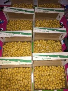 Dicari mitra distributor/suplier/agen produk "Kurma Muda (ruthob) Barhi" & "Buah Zuriyat"  importir timur tengah