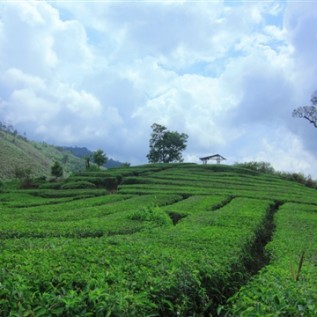 Penawaran Investasi Perkebunan Kopi Arabika