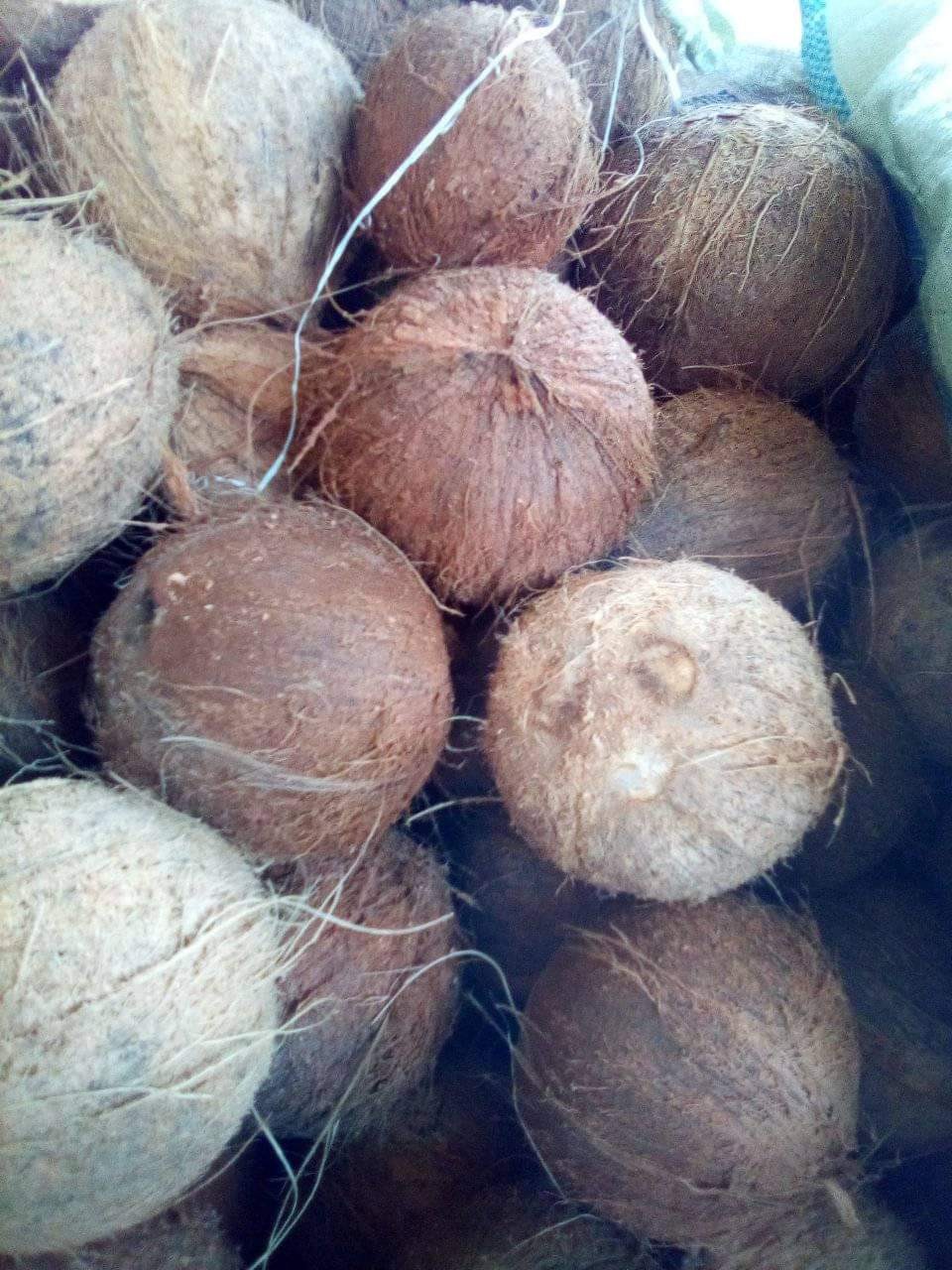 DICARI PARTNER YANG BEKERJASAMA MENAMPUNG KELAPA DALAM SKALA MENENGAH DAN BESAR