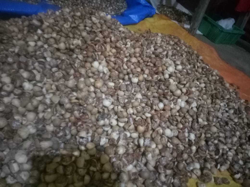 Saya pengepul pinang sumbar