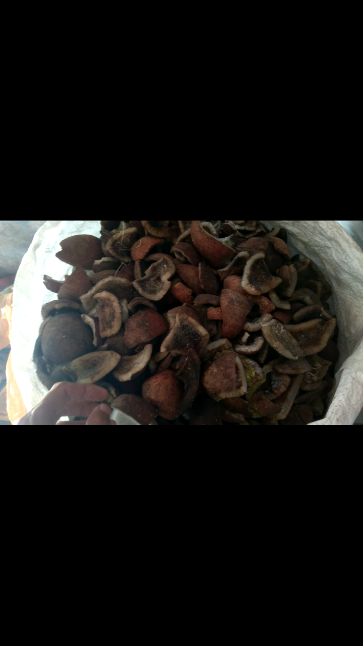 Mencari investor dan jual kopra asalan NTT