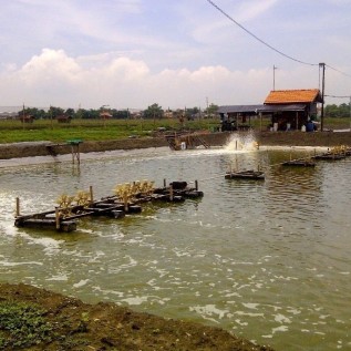 Di butuhkan Investor Budidaya Udang Vaname