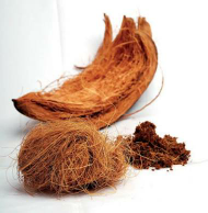 SABUT KELAPA