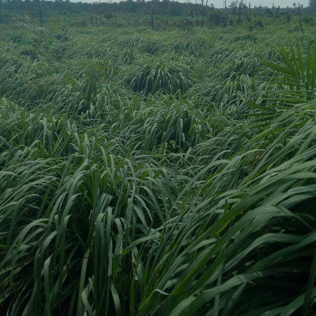 perkebunan