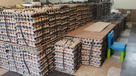 kerjasama penjualan telur ayam