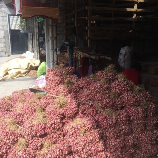 Kerjasama Pembibitan Bawang Merah