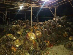 pabrik mini kelapa sawit to CPO