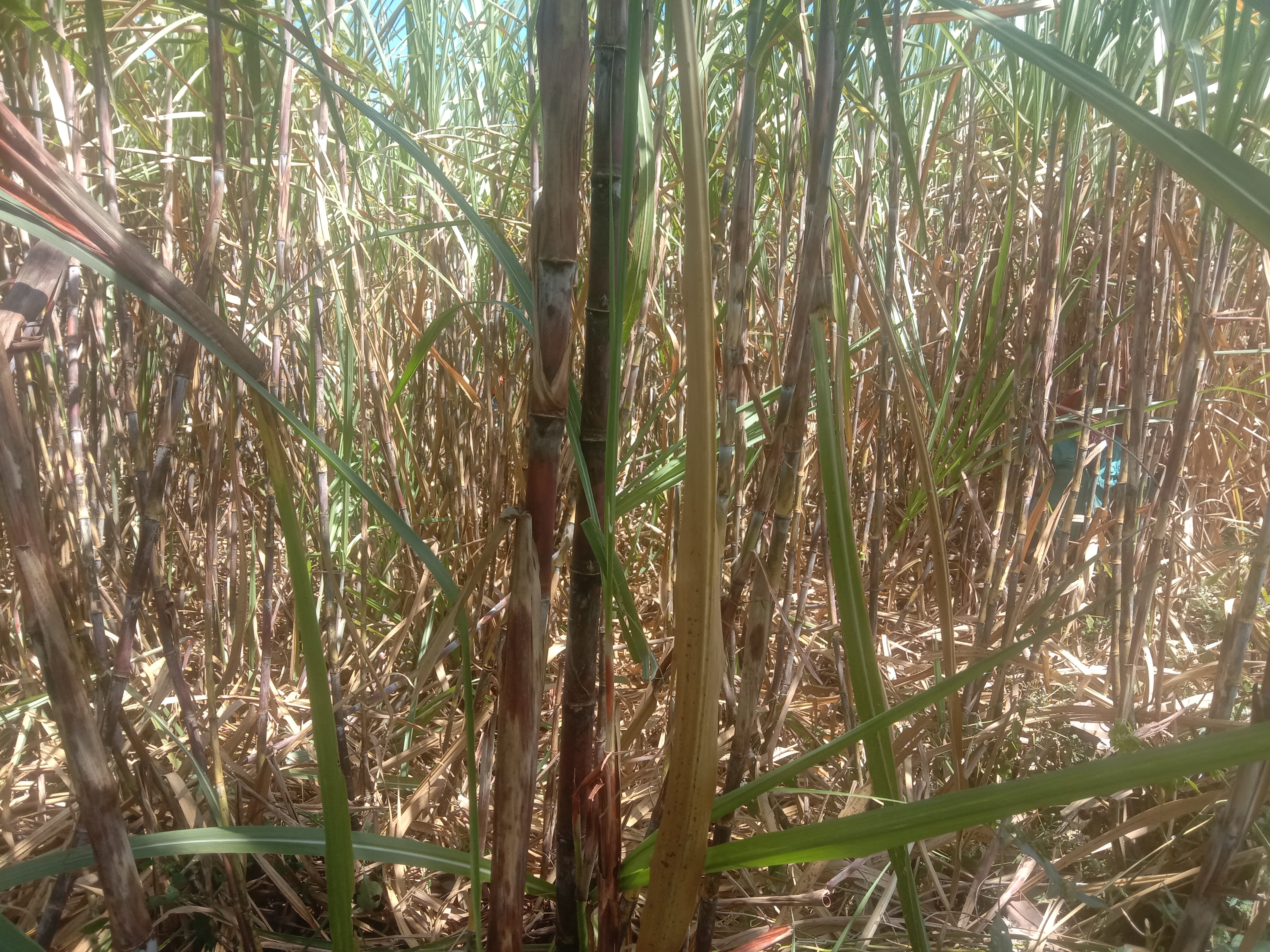 Penambahan lahan tebu (addition of sugarcane land)