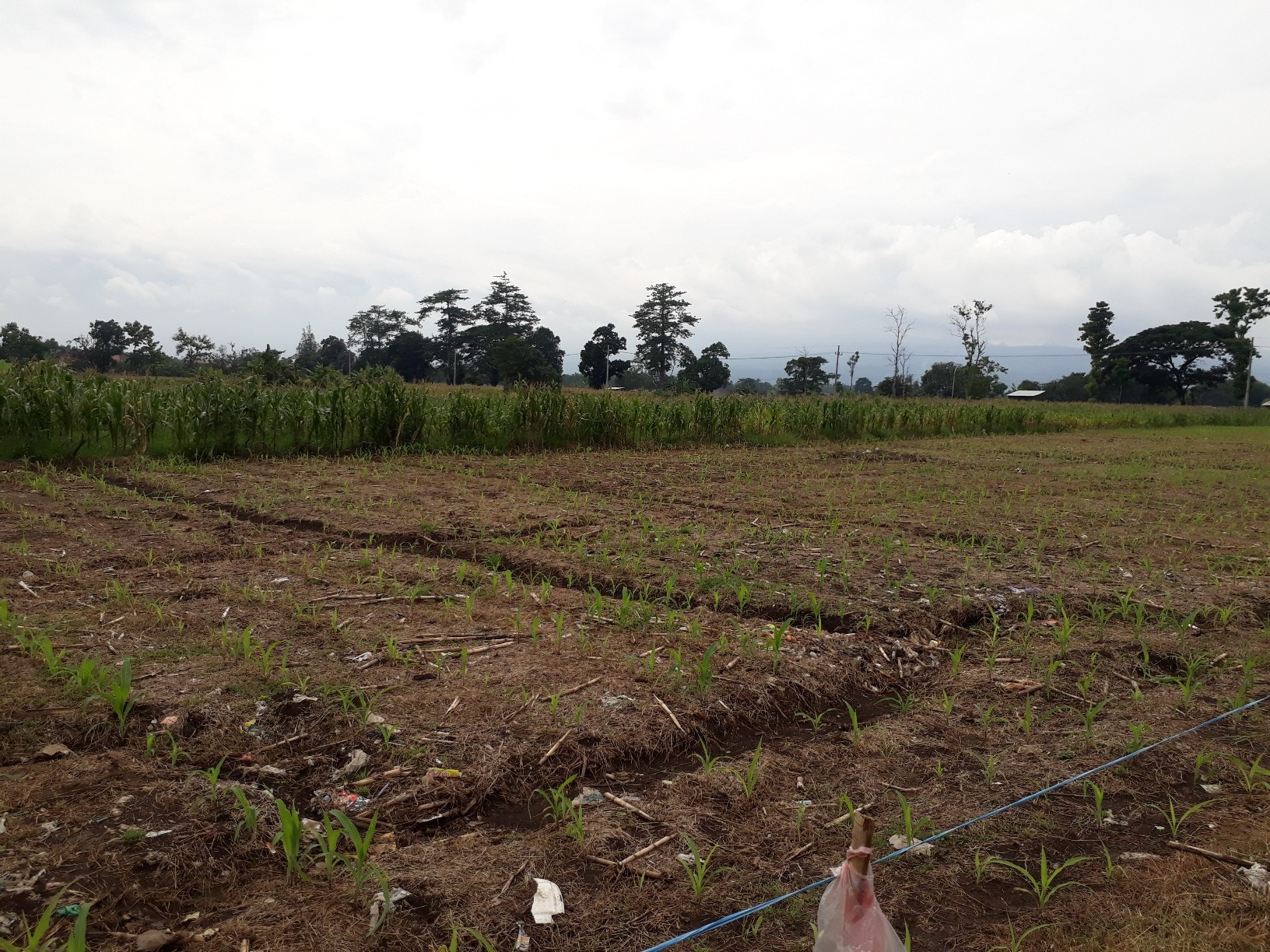 Penawaran Sewa Tanah/Sawah