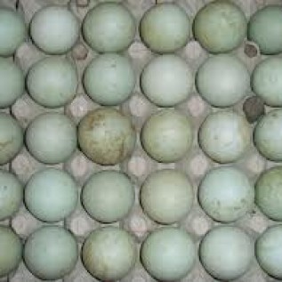 telur bebek dan telur asin