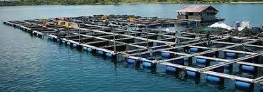 Kerja sama supply pakan ikan ke KJA Jati Luhur
