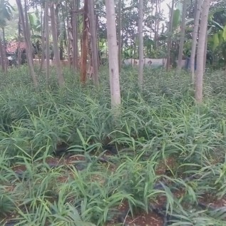 bibit jahe, kerjasama tanam jahe dengan jaminan uang pembelian