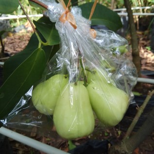 Kerjasama Budidaya Jambu Air Madu Deli